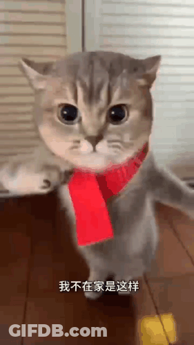 A Cat Is Wearing A Red Scarf Around Its Neck And Standing On A Wooden Floor . GIF