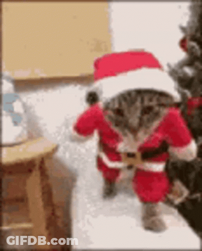 A Cat Is Wearing A Santa Claus Costume And Hat . GIF