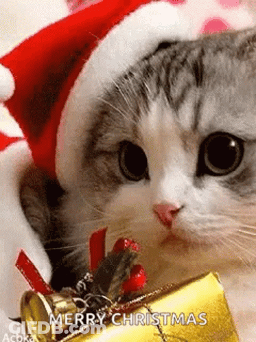 A Cat Is Wearing A Santa Hat And Holding A Christmas Present . GIF