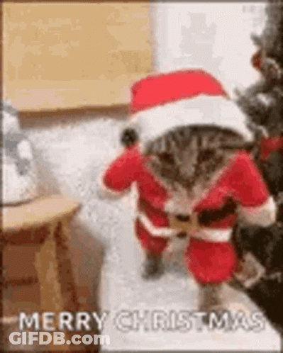 A Cat Is Wearing A Santa Suit And Hat And Standing In Front Of A Christmas Tree . GIF