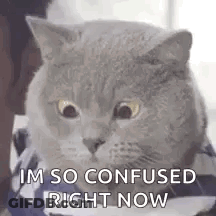 A Cat Is Wearing A Shirt And Looking At The Camera . GIF