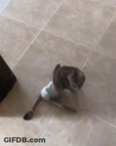 A Cat Is Wearing A Shirt And Walking On A Tiled Floor . GIF