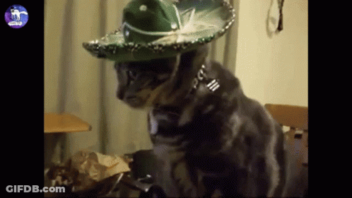 A Cat Is Wearing A Sombrero And A Collar GIF