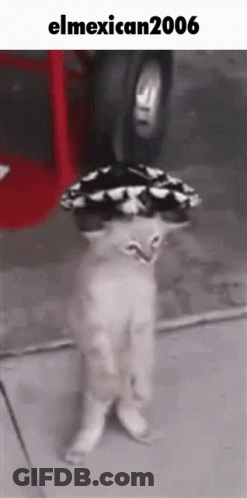 A Cat Is Wearing A Sombrero On Its Head And Standing On Its Hind Legs . GIF