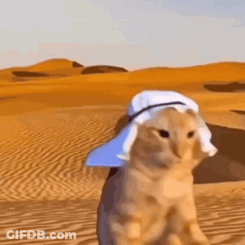 A Cat Is Wearing A Turban In The Desert . GIF