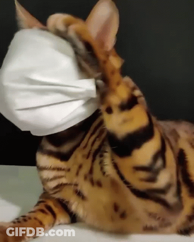 A Cat Is Wearing A White Face Mask GIF