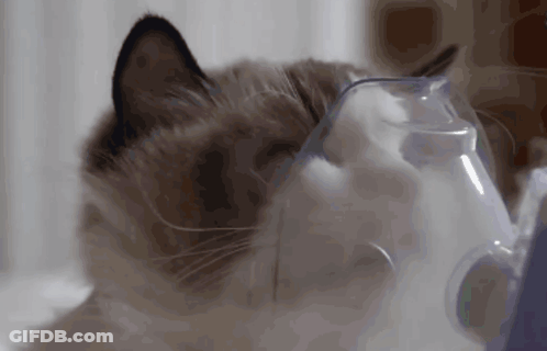 A Cat Is Wearing An Oxygen Mask On Its Face . GIF