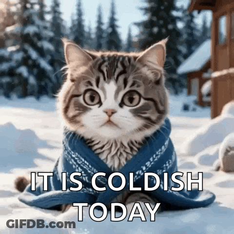Cat In Blue Sweater In Snow GIF