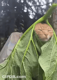 A Cat Is Wrapped In A Green Leaf And Sleeping . GIF
