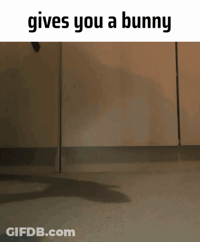A Cat Jumping In The Air With The Words Gives You A Bunny Below It GIF