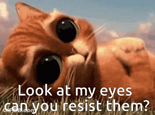 A Cat Laying In The Grass With The Words Look At My Eyes Can You Resist Them Written Below It GIF