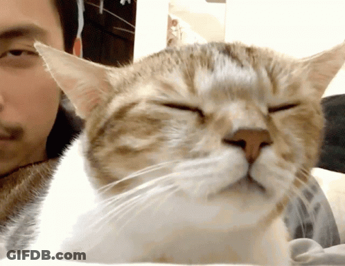 A Cat Laying Next To A Man With His Eyes Closed GIF