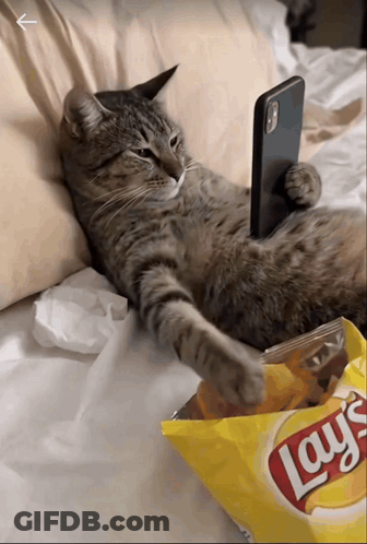 A Cat Laying On A Bed Next To A Bag Of Lay 'S Chips GIF