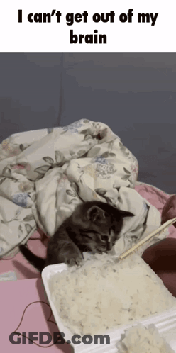 A Cat Laying On A Bed Next To A Box Of Rice GIF