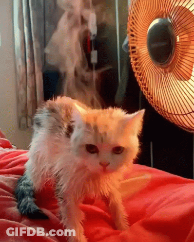 A Cat Laying On A Bed Next To A Fan GIF
