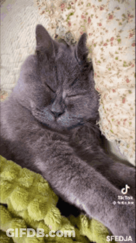 A Cat Laying On A Bed With A Green Blanket GIF