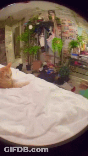 A Cat Laying On A Bed With A White Blanket GIF