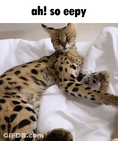 A Cat Laying On A Bed With The Words Ah So Eepy Written Above It GIF