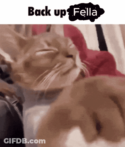 Cat Laying On Bed Back Up Fella GIF