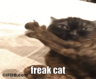 A Cat Laying On A Bed With The Words Freak Cat Written On The Bottom GIF