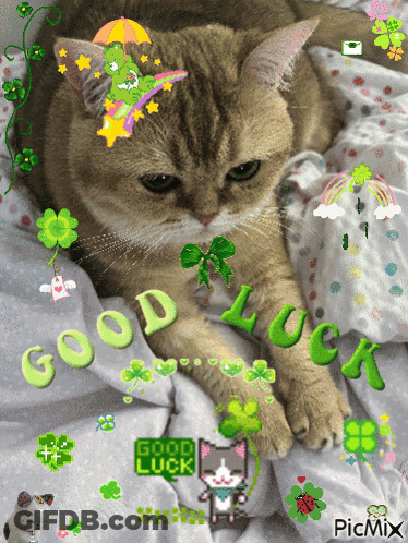 A Cat Laying On A Bed With The Words Good Luck Written On The Bottom GIF