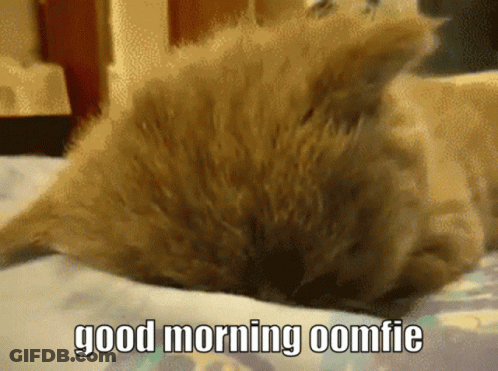 A Cat Laying On A Bed With The Words " Good Morning Comfie " On The Bottom GIF