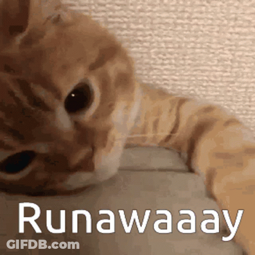 A Cat Laying On A Bed With The Words Runaway Written On It GIF