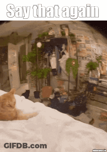 A Cat Laying On A Bed With The Words Say That Again On The Bottom GIF