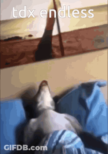 A Cat Laying On A Bed With The Words Tdx Endless Written Above It GIF