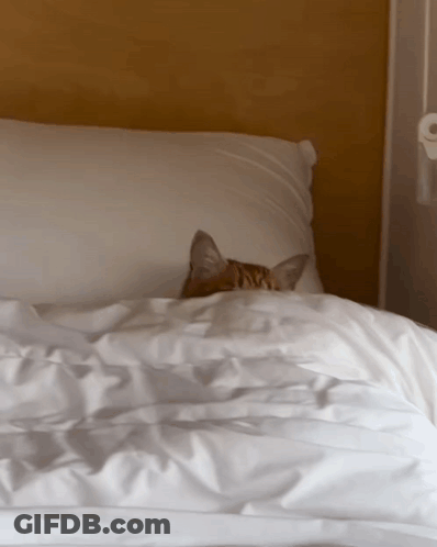A Cat Laying On A Bed With White Sheets And A Pillow GIF