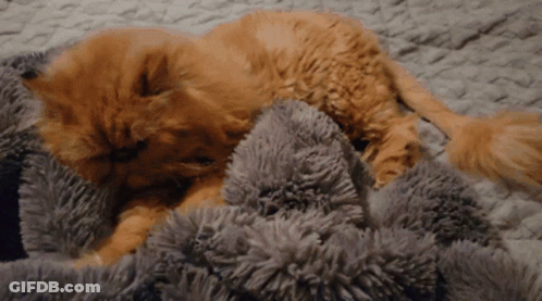 A Cat Laying On A Blanket With A Gray Blanket GIF
