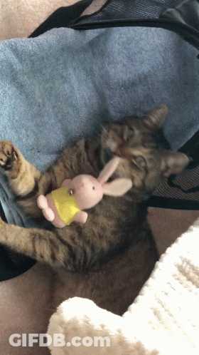 A Cat Laying On A Blue Blanket With A Stuffed Bunny GIF