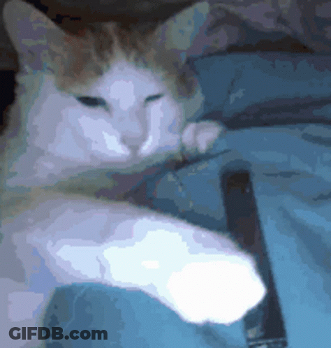 A Cat Laying On A Blue Blanket With Its Paw On A Remote Control GIF