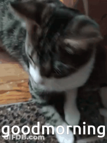 A Cat Laying On A Carpet With The Words Good Morning Written On The Bottom GIF