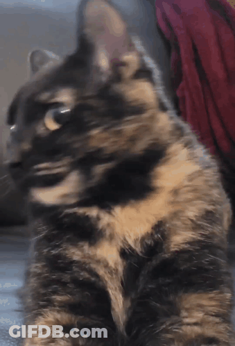 A Cat Laying On A Couch Looking At The Camera With A Blurry Background GIF