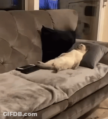 A Cat Laying On A Couch With A Remote Control GIF