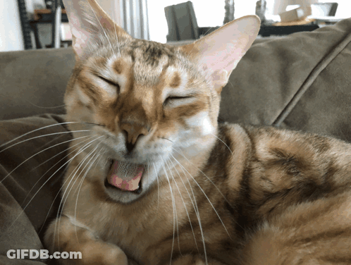 A Cat Laying On A Couch With Its Eyes Closed And Its Tongue Out GIF