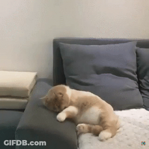 A Cat Laying On A Couch With The Letters R And L Visible GIF