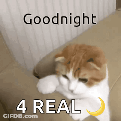 A Cat Laying On A Couch With The Words Goodnight 4 Real On The Bottom GIF