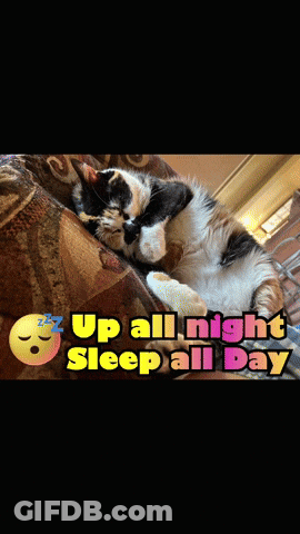 A Cat Laying On A Couch With The Words Up All Night Sleep All Day Above It GIF