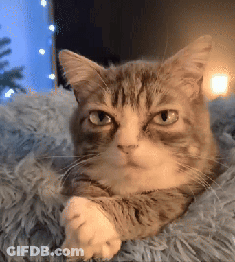A Cat Laying On A Fluffy Blanket With Its Paws Crossed GIF