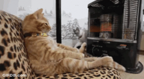 A Cat Laying On A Leopard Print Couch Next To A Heater GIF