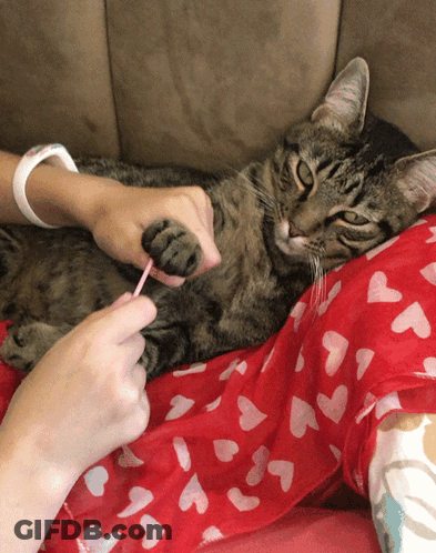 A Cat Laying On A Person 'S Lap With A Pink Toothbrush In Its Paw GIF