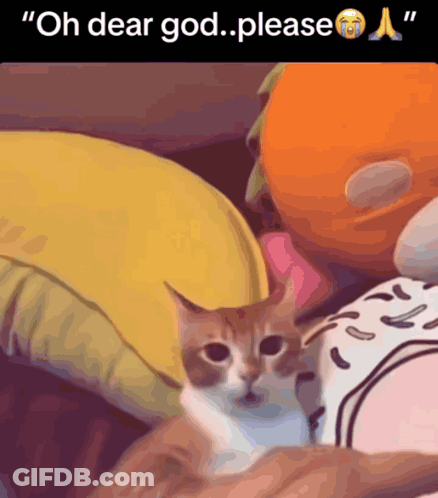 A Cat Laying On A Person 'S Lap With The Words " Oh Dear God Please " Above It GIF