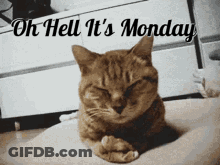 A Cat Laying On A Pillow With The Words Oh Hell It 'S Monday Below It GIF