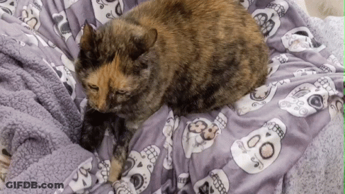 A Cat Laying On A Purple Blanket With Skulls On It GIF