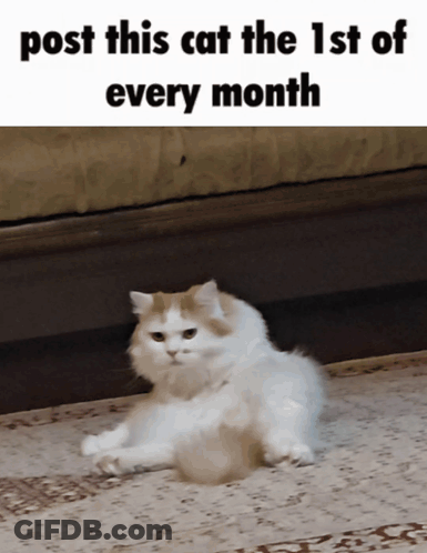 A Cat Laying On A Rug With The Words Post This Cat The 1St Of Every Month GIF