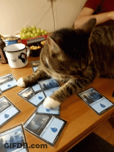 A Cat Laying On A Table Playing A Game Of Magic The Gathering With Cards On It GIF
