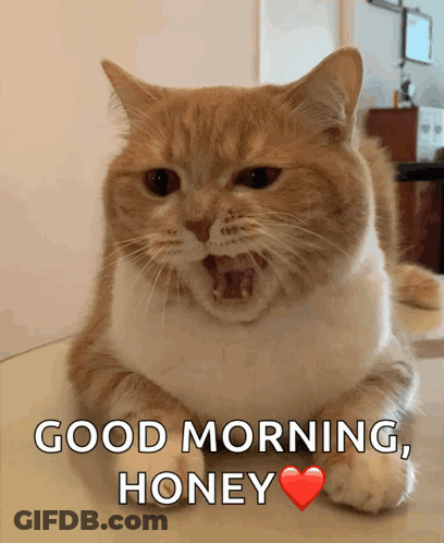 A Cat Laying On A Table With Its Mouth Open And Says Good Morning Honey GIF