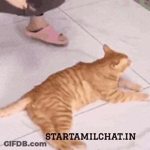 A Cat Laying On A Tiled Floor With The Words Starttamilchat.in Above It GIF